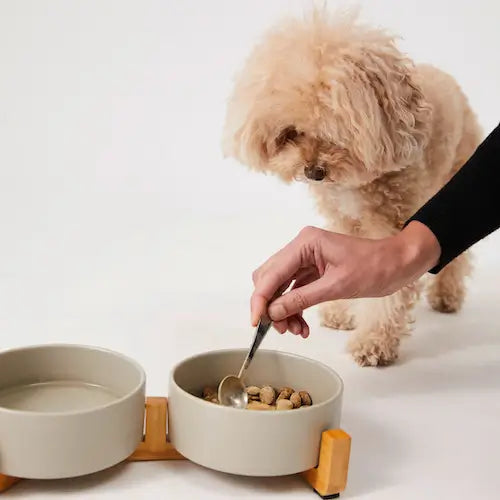 Eine Hand rührt das Futter im Napf mit einem Löffel um, der Hund wartet ungeduldig.