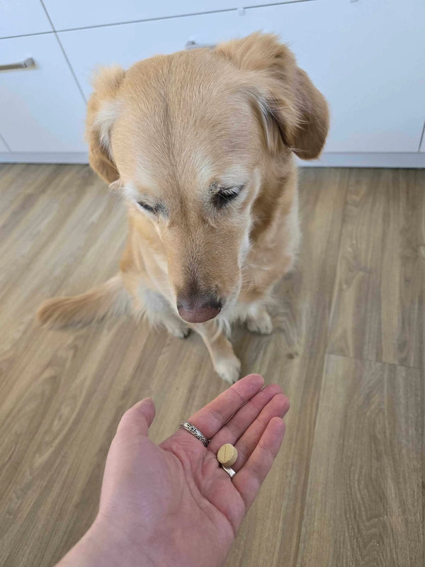 Eine Hand hält einem Hund eine Gelenktablette hin.