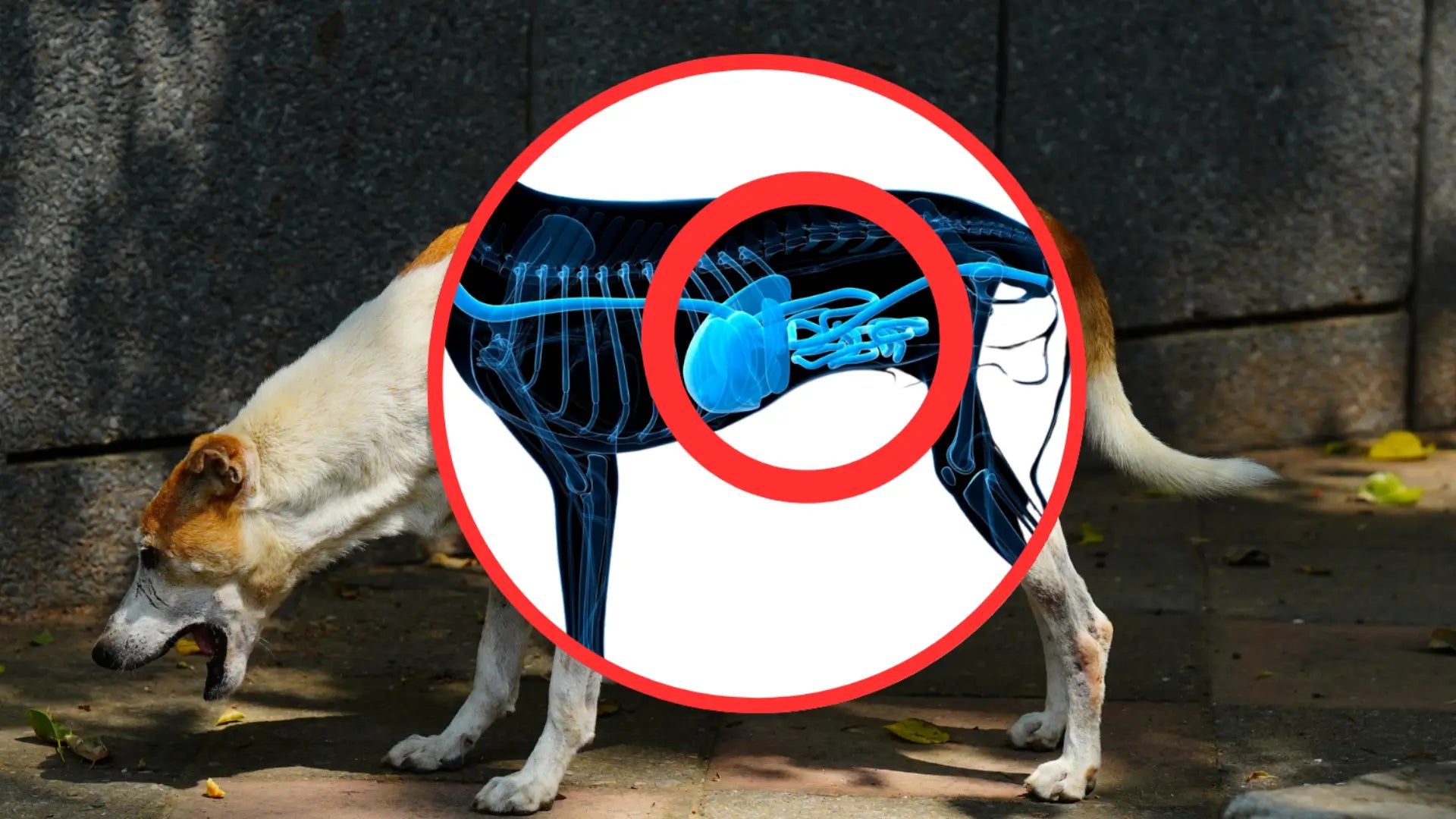 Alt Image