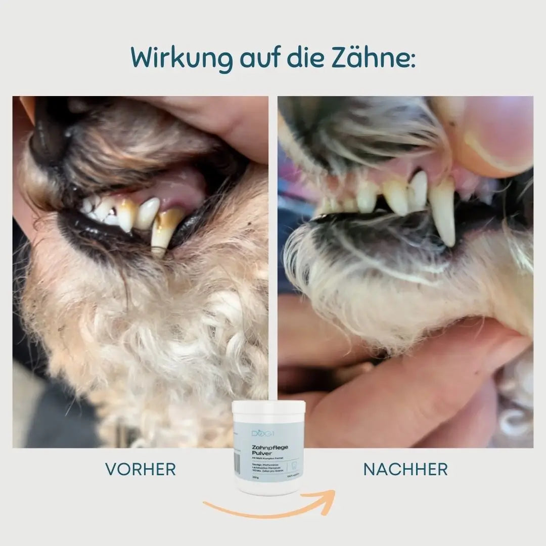 Zahnpflege Pulver