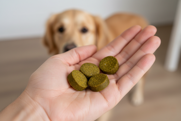 Mensch hält Snacks in der Hand, während Hund sich freuend wartet.