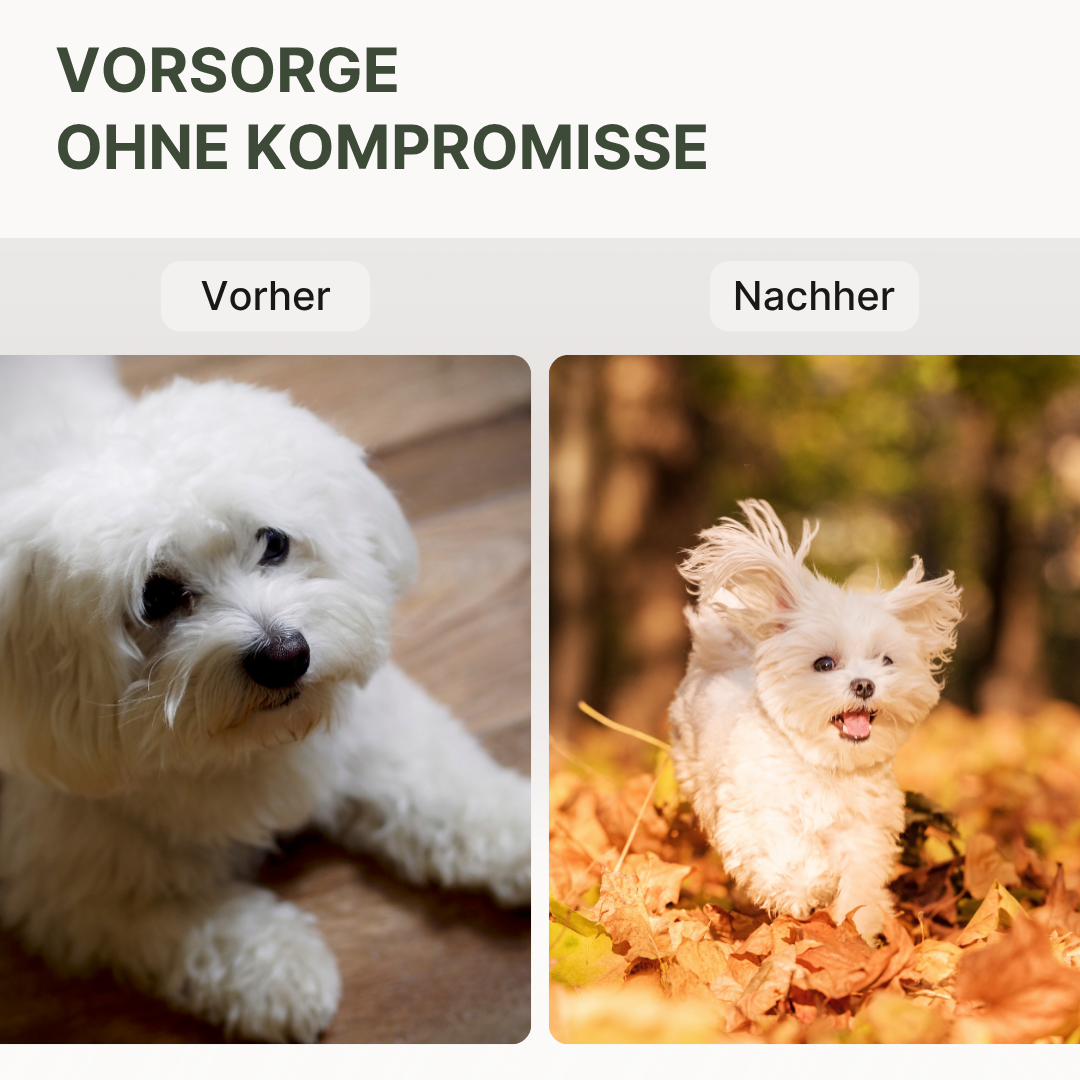 Daily Essentials Pulver