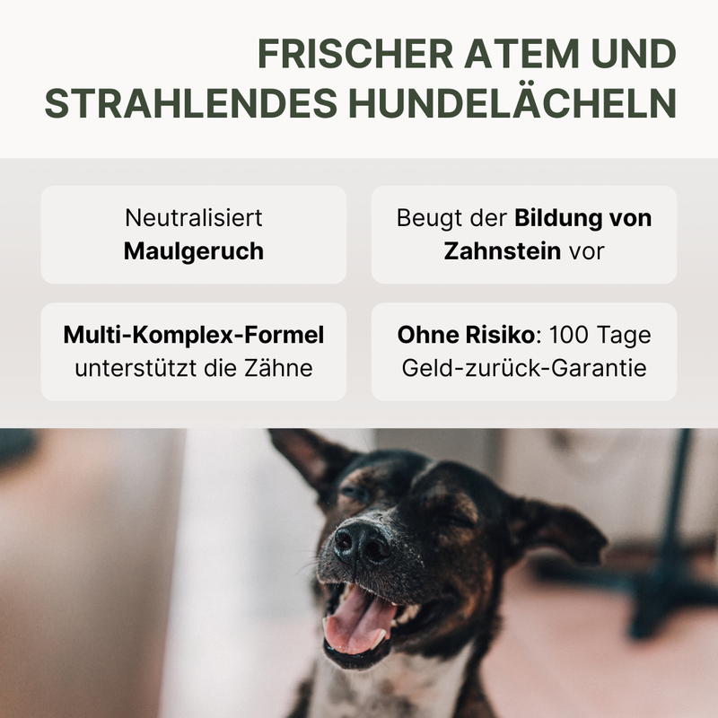 DOG1 Dental Pulver Key Facts: natürliche Formel zur Unterstützung von Zähnen und Zahnfleisch beim Hund
