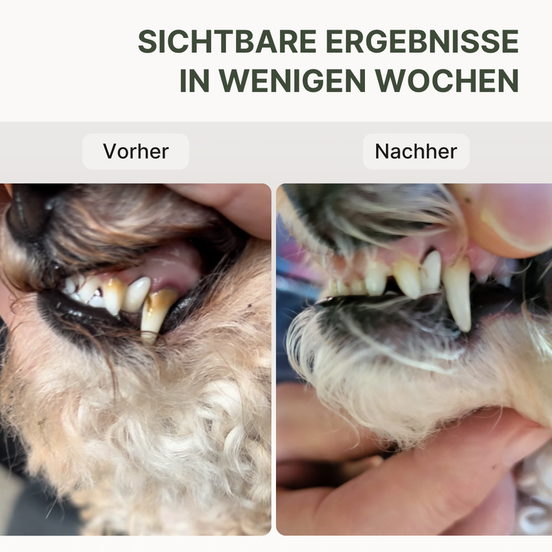 Vorher-Nachher mit DOG1 Dental Pulver – Zahnstein und Beläge beim Hund sichtbar reduziert