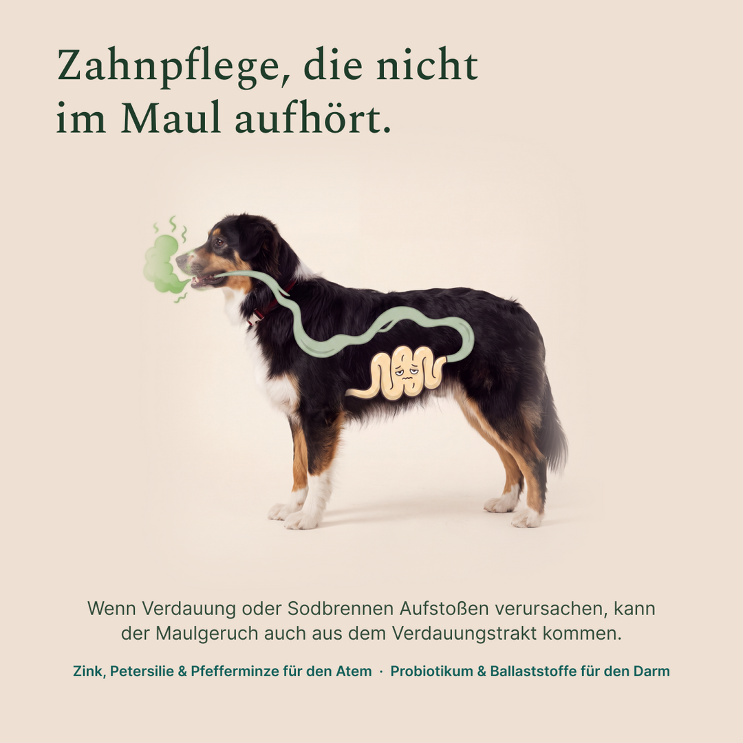 Mundgeruch – Maul und Darm