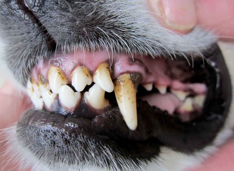 Hundezähne mit deutlichem braun-gelbem Zahnstein und Belägen am Zahnfleischrand und Fangzahn – typischer Zustand vor der Anwendung eines Dentalpulvers.