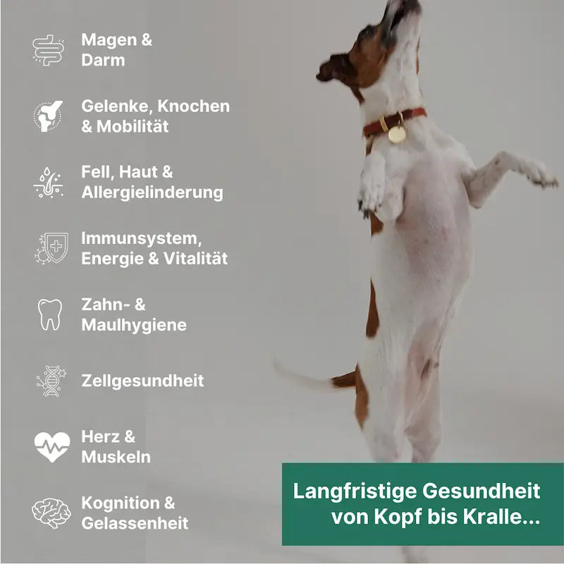 Premium All-In-One für Hunde