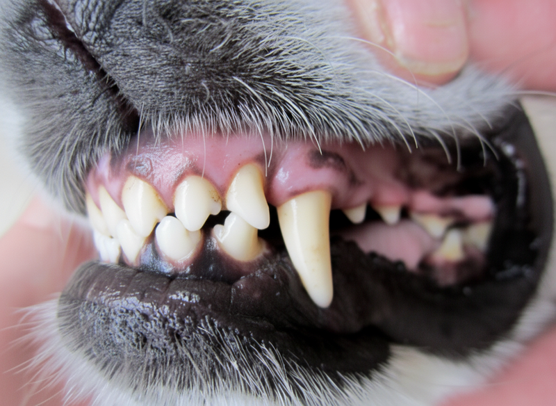 Saubere, weiße Hundezähne nach der Anwendung von DOG1 Dentalpulver – gesundes rosa Zahnfleisch und ein kräftiger, belagfreier Fangzahn.