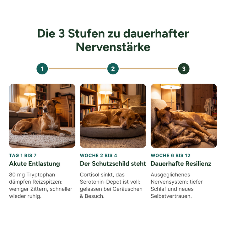 Die 3 Stufen zu dauerhafter Nervenstärke